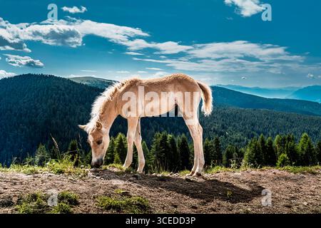 Haflingerpferde, die frei auf den Alpen bei Meran in Südtirol umherstreifen Stockfoto