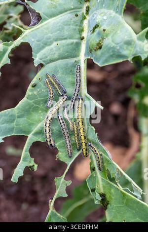 Einige Raupen des großen Weißen Schmetterlings (Pieris brassicae) an Kohl-Pflanzen. Sie gelten als Gartenschädling, da sie Brassicas essen. Stockfoto