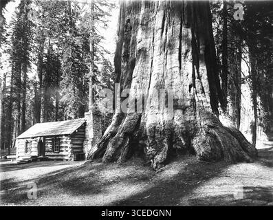 Eine Blockhütte, die von einem Big Tree in Mariposa Grove im Yosemite National Park zwergt, ca. 1920 Foto einer Blockhütte zwerggestellt von einem Big Tree in Mariposa Grove im Yosemite National Park, ca. 1920. Die kleine Hütte (links) hat zwei Fenster, eine Tür und einen Steinkamin. Der Wald ist im Hintergrund sichtbar. Stockfoto