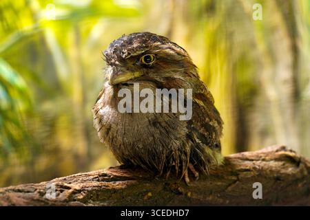 Junger Tawny Anglermaus podargus strigoides, nächtlicher Stachelvogel aus australien, der auf einem Ast sitzt Stockfoto