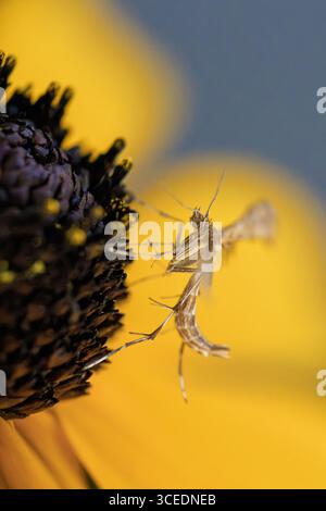 Makrofoto einer Fahne, die auf dem dunklen Zentrum einer gelben Blume thront. Die federartigen Flügel der Falter sind vollständig ausgestreckt und zeigen komplizierte Muster Stockfoto
