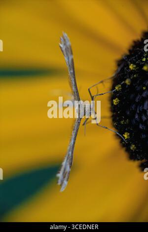 Makrofoto einer Fahne, die auf dem dunklen Zentrum einer gelben Blume thront. Die federartigen Flügel der Falter sind vollständig ausgestreckt und zeigen komplizierte Muster Stockfoto