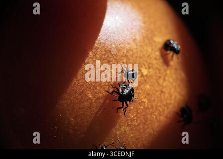 Makroaufnahme mehrerer kleiner dunkler Käfer auf der Oberfläche einer Frucht bei starkem Licht. Ihre glänzenden schwarzen Körper stehen im Kontrast zur orangefarbenen Textur Stockfoto