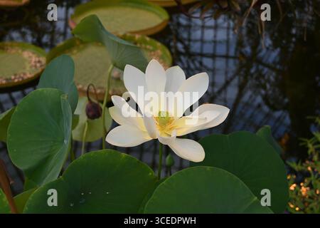 Eine weiße Lotusblume in voller Blüte erhebt sich über dem ruhigen Teichwasser, umgeben von grünen Blättern und Lilienpads, die Frieden und natürliche Reinheit symbolisieren. Stockfoto