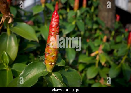 Nahaufnahme einer roten spiralförmigen Ingwerblüte (Costus woodsonii) mit sattgrünen Blättern. Stockfoto