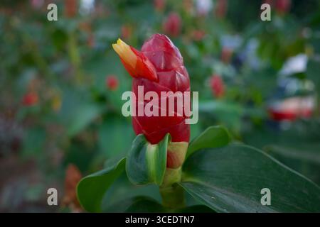 Nahaufnahme einer roten spiralförmigen Ingwerblüte (Costus woodsonii) mit sattgrünen Blättern. Stockfoto