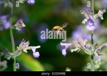 Gemeine Carder-Biene-Bombus pascuorum besucht Catmint-Nepeta faassenii. Stockfoto