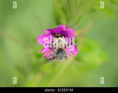 Eine Biene sammelt Nektar aus rosafarbenen, haarigen Weidenblüten, Epilobium hirsutum, in einem Naturgarten in Deutschland Stockfoto