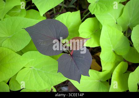 Süßkartoffelblätter (Ipomoea batatas), in Indonesien Ubi Jalar genannt, eine Pflanze, die wegen ihrer Wurzeln in tropischen, subtropischen Ländern, einer Versati, angebaut wird Stockfoto