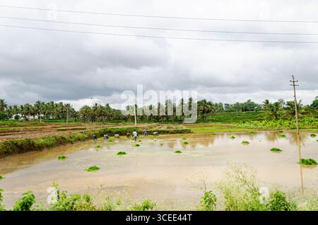 Die traditionelle Art des manuellen Reisanbaus im ländlichen Indien Stockfoto