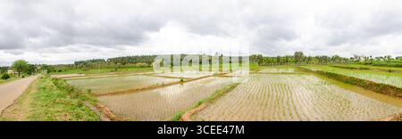 Die traditionelle Art des manuellen Reisanbaus im ländlichen Indien Stockfoto