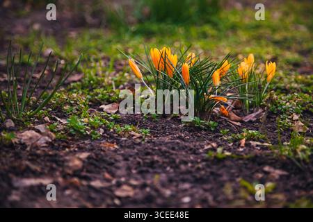 Gelbe Krokusse tauchen aus dem Boden auf und signalisieren das Eintreffen des Frühlings. Um sie herum gibt es leuchtendes grünes Gras und verstreute Blätter Stockfoto