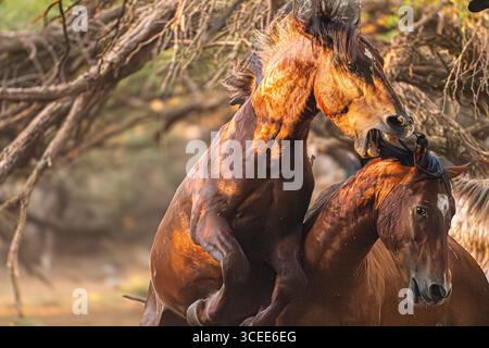 All Out Brawl Zwischen Zwei Hengsten Stockfoto