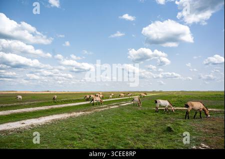 Herde von Przewalski-Pferden, die im Nationalpark Hortobágy weiden, Ungarn. Eine unbefestigte Straße durchquert das üppig grüne Gras unter einem hellen, teils bedeckten Untergrund Stockfoto