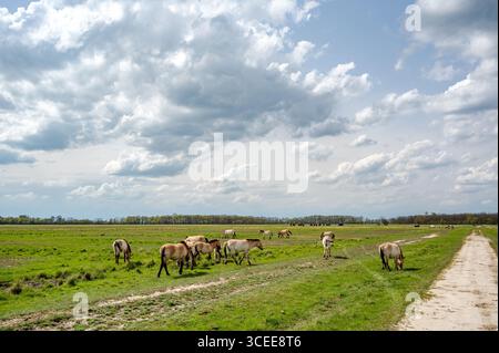 Herde von Przewalski-Pferden weidet im üppig grünen Hortobágy-Nationalpark unter teilweise bewölktem Himmel. Die sandige Schotterstraße ist im Vorfeld sichtbar Stockfoto