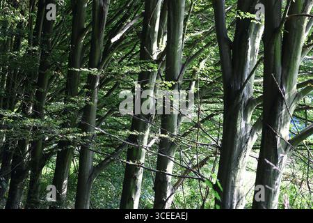 Dichter Wald mit hohen grünen Bäumen und verstreutem Sonnenlicht Stockfoto