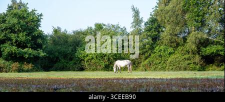 Weißes Pony grast unter blauem Himmel im neuen Wald bei brockenhurst in hampshire Stockfoto