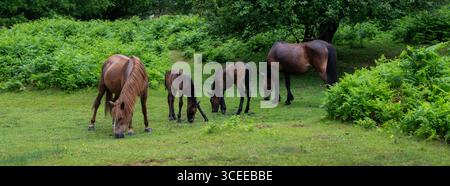 Braune Ponys mit Fohlen im Neuwald bei brockenhurst in hampshire im Neuwald bei brockenhurst in hampshire Stockfoto