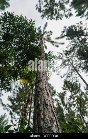 Hoher Baumstamm von unten im tropischen Wald, vertikale Perspektive zeigt Höhe, natürliches Wachstum und Waldumgebung Stockfoto