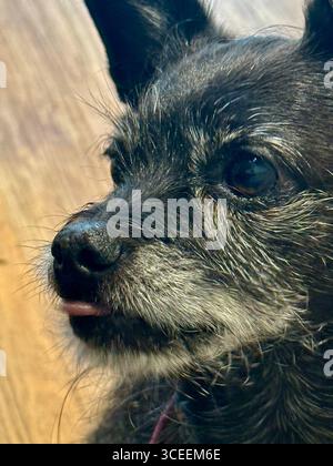 Nahaufnahme des Gesichts eines schwarzen Hundes mit Fokus auf Schnauze und Augen mit weichen Felldetails und neugierigem Ausdruck. Stockfoto