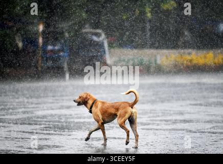 Neu-Delhi, Indien. August 2025. NOIDA, INDIEN – 15. AUGUST: Ein streunender Hund, der am 15. August 2025 in Noida, Indien, auf der Straße von Sektor 27 durchnässt wurde. (Foto: Sunil Ghosh/Hindustan Times/SIPA USA) Credit: SIPA USA/Alamy Live News Stockfoto
