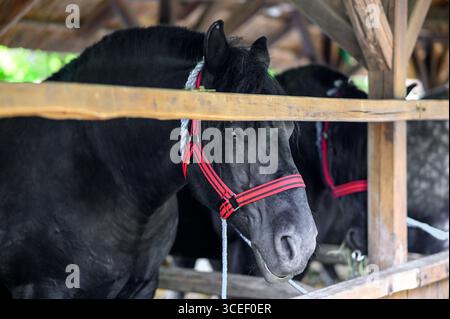 Ein dunkles Pferd mit rotem Halfter steht in einem Holzstall, sein Fell ist tiefschwarz. Der Hintergrund zeigt verschwommenes Laub, was auf eine ländliche Umgebung hindeutet Stockfoto