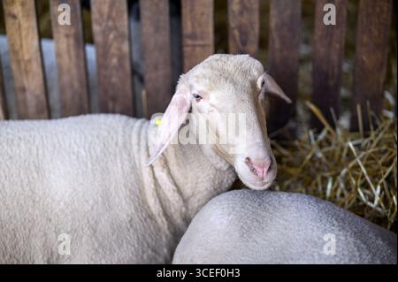 Nahaufnahme eines weißen Schafes in einer Scheune, fokussiert auf seinen wolligen Kopf und seine rosa Nase. Der Hintergrund besteht aus Holzlatten und Heu, wodurch ein farmautomat entsteht Stockfoto
