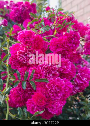 Neben einer Gartenmauer blüht eine üppige Ansammlung von dunkelrosa Hybridrosen. Stockfoto