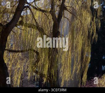 Nahaufnahme eines hinterleuchteten Weidenbaums mit Licht, das von hinter goldenem Licht durch die Äste eines Weidenbaums mit Baumsilhouetten leuchtet Stockfoto