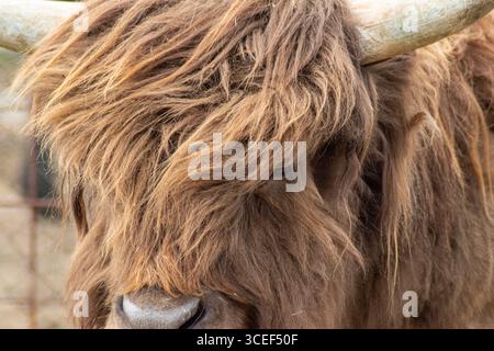 Extreme Nahaufnahme einer gehörnten Hochlandkuh mit weichem Auge und kräftigem braunem Haar, das ihr Gesicht bedeckt Stockfoto