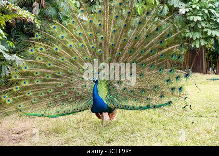 Ein männlicher Pfau, der seine Federn zeigt Stockfoto