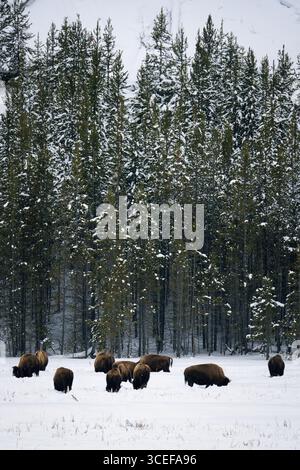 Herde amerikanischer Bisons (Bison Bison) weidet auf einem verschneiten Feld, umgeben von dichten Kiefern in einer ruhigen Winterlandschaft. Stockfoto