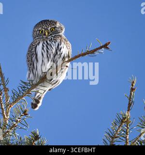 Eine Nördliche Zwergeize (Glaucidium californicum), die auf einem Fichtenzweig vor einem klaren blauen Himmel thront und ihr charakteristisches Gefieder zeigt. Stockfoto