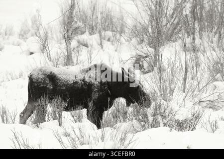 Ein Elch (Alces alces) grast in einer verschneiten Landschaft und fängt die heitere Essenz der Wintertiere in Sepia-Tönen ein. Stockfoto