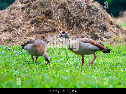 Ein Paar ägyptischer Gänse (Alopochen aegyptiaca), die sich auf grünem Gras ernähren. Uganda, Afrika. Stockfoto