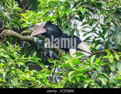 Ein männlicher schwarz-weiß-kaskierter Nashornschnabel (Bycanistes subzylindricus), der in einem Baum auf der Suche ist. Uganda, Afrika. Stockfoto