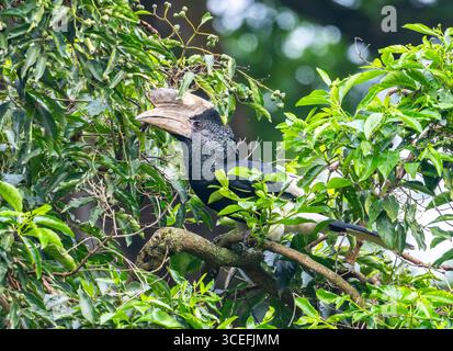 Ein männlicher schwarz-weiß-kaskierter Nashornschnabel (Bycanistes subzylindricus), der in einem Baum auf der Suche ist. Uganda, Afrika. Stockfoto
