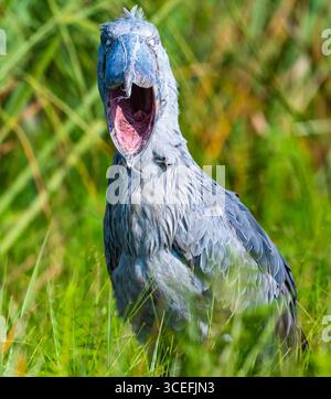 Ein wilder Shoebill (Balaeniceps rex) mit weit geöffnetem Mund, der in einem Papyrusfeld in der Nähe des Viktoriasees steht. Uganda, Afrika. Stockfoto