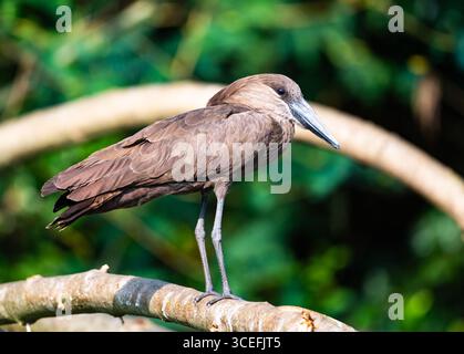 Ein Hamerkop (Scopus-Regenschirm), der auf einem Ast steht. Lake Mburo National Park, Uganda, Afrika. Stockfoto