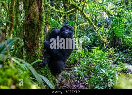 Ein erwachsener männlicher Mountain Gorilla (Gorilla beringei ssp. Beringei) sitzt an einem Baum im Wald. Bwindi Inpenetrable National Park, Uganda, Afrika. Stockfoto