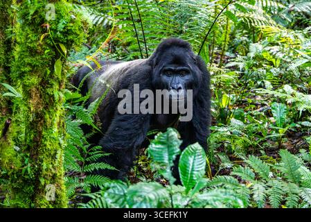 Ein silberner Berggorilla (Gorilla beringei ssp. Beringei) im Wald. Bwindi Inpenetrable National Park, Uganda, Afrika. Stockfoto