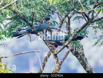 Ein Paar große blaue Turakos (Corythaeola cristata), die auf einem Baum thront. Bwindi Inpenetrable Forest National Park, Uganda, Afrika. Stockfoto