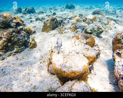 Lebendige Unterwasserlandschaft mit Korallenformationen und Meereslebewesen auf San Andres Island, Kolumbien. Stockfoto