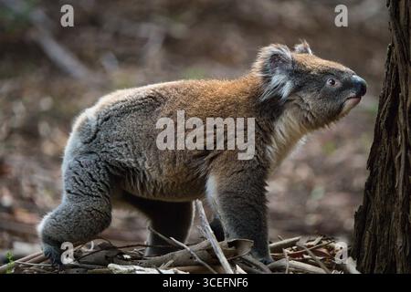 Seitenansicht eines Koalas (Phascolarctos cinereus) in freier Wildbahn, Erkundung einer Waldlandschaft. Gefangen in Australien, um sein natürliches Verhalten hervorzuheben Stockfoto