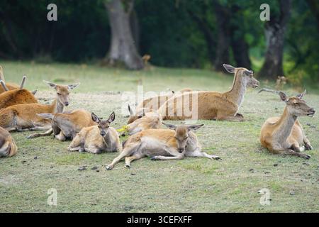 Hirschherde auf Gras in einer ruhigen Waldlandschaft. Broadway, England Stockfoto