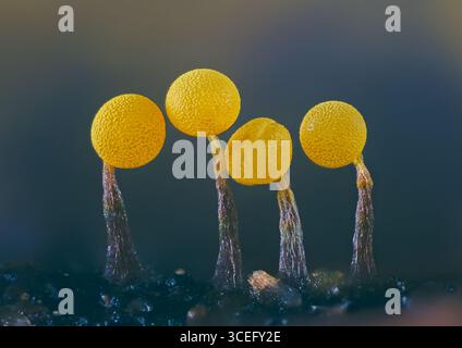 Schleimformen. Schleimform - physarum viride. Gelber kleiner Protistenorganismus Stockfoto