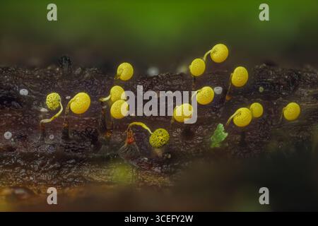 Schleimformen. Schleimform - physarum viride. Gelber kleiner Protistenorganismus Stockfoto