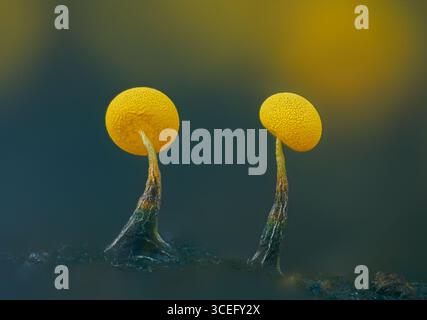 Schleimformen. Schleimform - physarum viride. Gelber kleiner Protistenorganismus Stockfoto