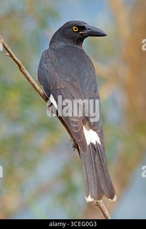 Ein Altarrawong (Strepera graculina), der auf einem Zweig in South Australia thront Stockfoto
