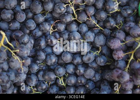 Frisch geerntete schwarze Trauben sind zum Verkauf bereit Stockfoto